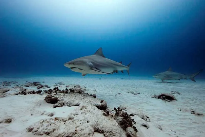 El tiburón mordió al biólogo en la cabeza/Facebook