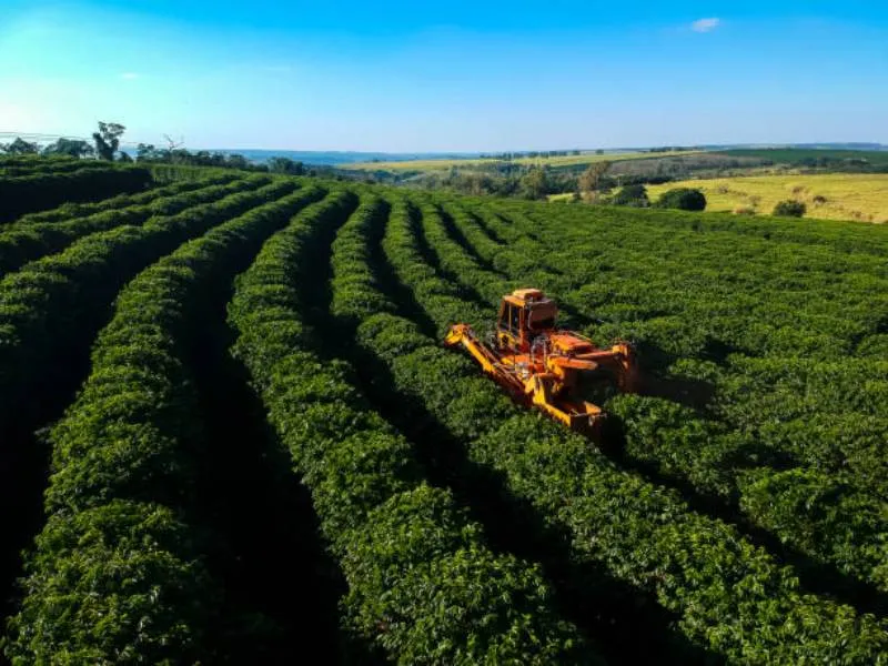 El café llegó a tierras mexicanas en 1790/iStock