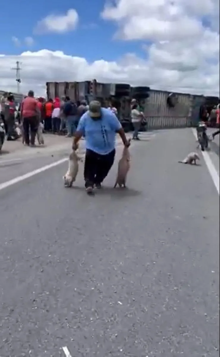 Las imágenes muestran a pobladores cargando cerdos/Captura de pantalla