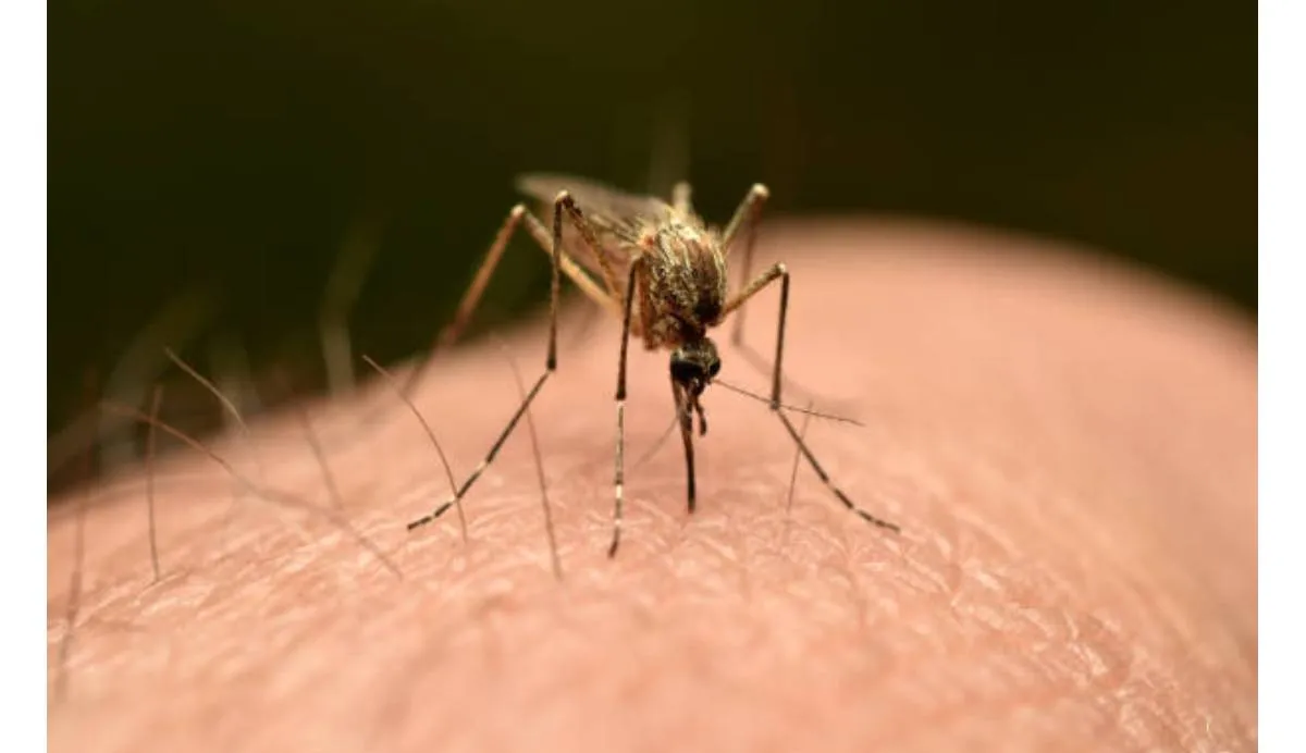 China enfrenta un histórico brote de chikungunya con más de 7 mil casos | iStock