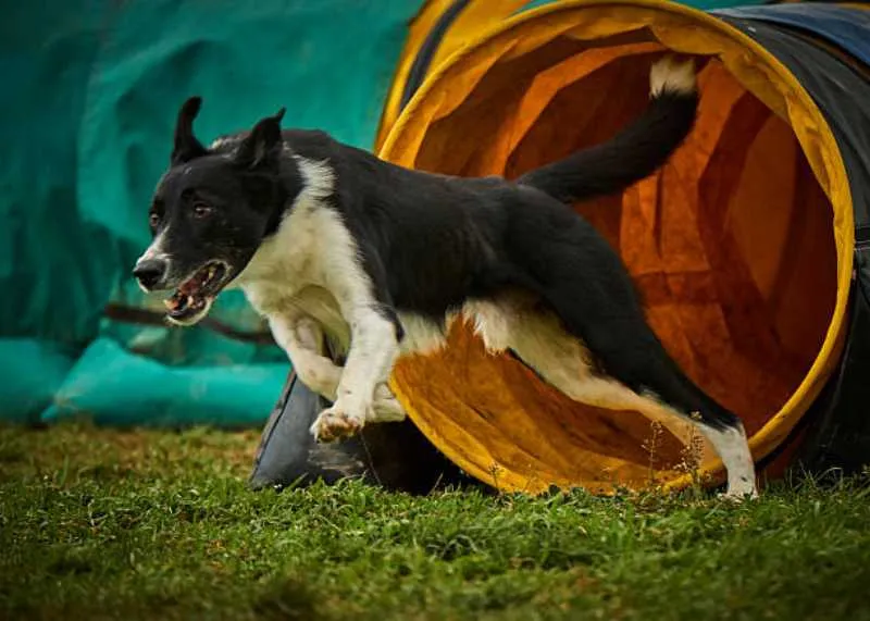 La CURP para mascotas es obligatoria en CDMX desde 2018/Pixabay