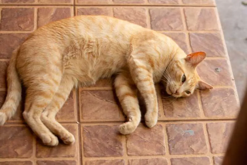 Los gatos también son de las mascotas más comunes que tienen las personas/Pixabay