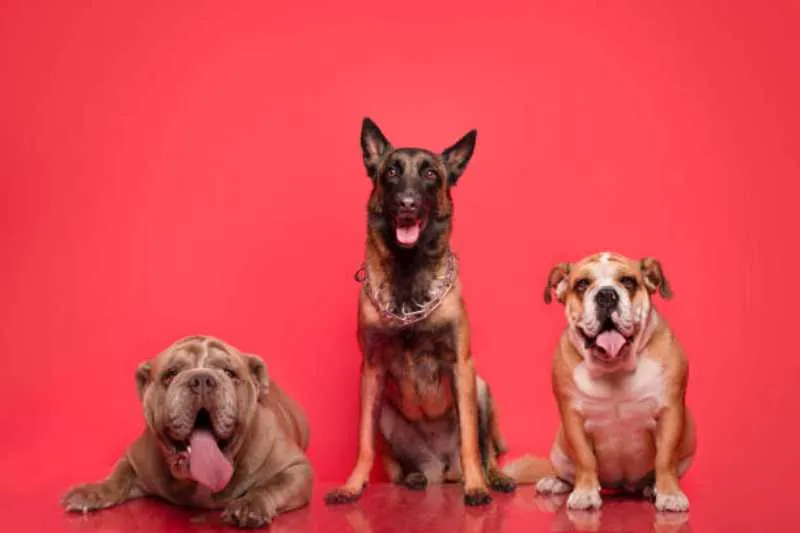 Los perros se han convertido en parte fundamental de las familias mexicanas/Pixabay