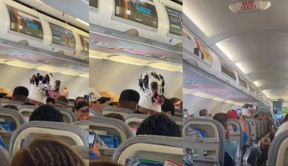 El perrito viajó en la cabina porque sirve de apoyo emocional a su dueño/X