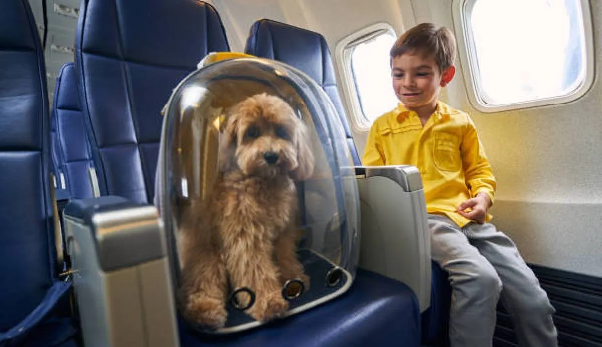 Los perros comunes y de raza pequeña deben viajar en una transportadora/Pixabay