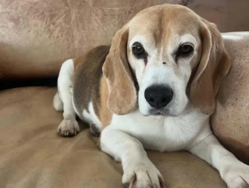 Han pasado varias semanas desde la desaparición de Halo