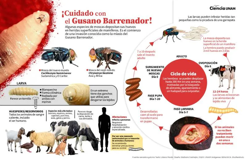 &quot;El ataque del Gusano Barrenador&quot;. / Ciencia UNAM.