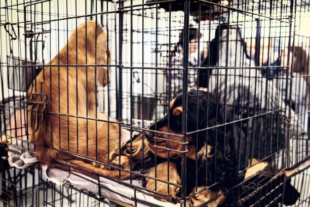 La reforma busca reducir el estrés y mejorar el bienestar de animales de compañía en venta. / iStock