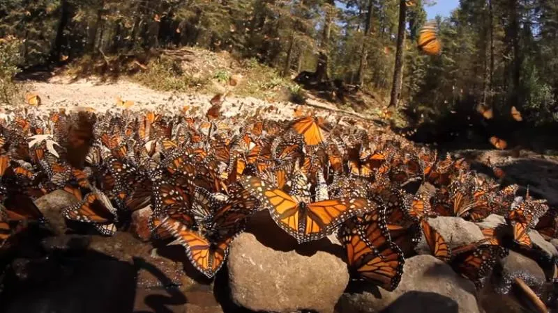 La mariposa monarca inicia una travesía de más de 7 700 kilómetros desde Estados Unidos y Canadá hasta México. / iStock
