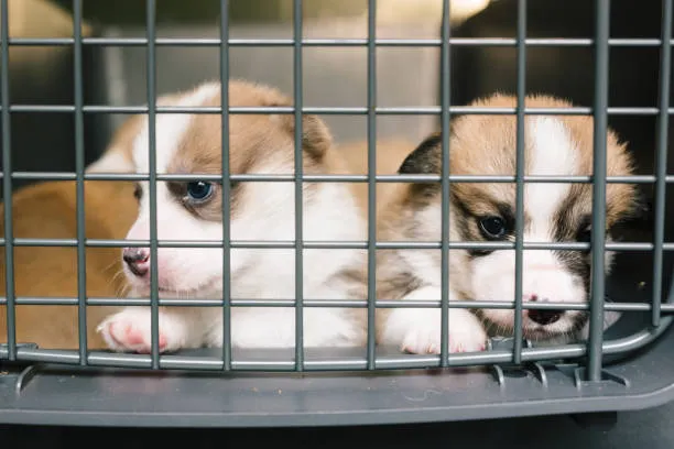 La comercialización de perros y gatos deberá realizarse únicamente mediante cita previa. / iStock