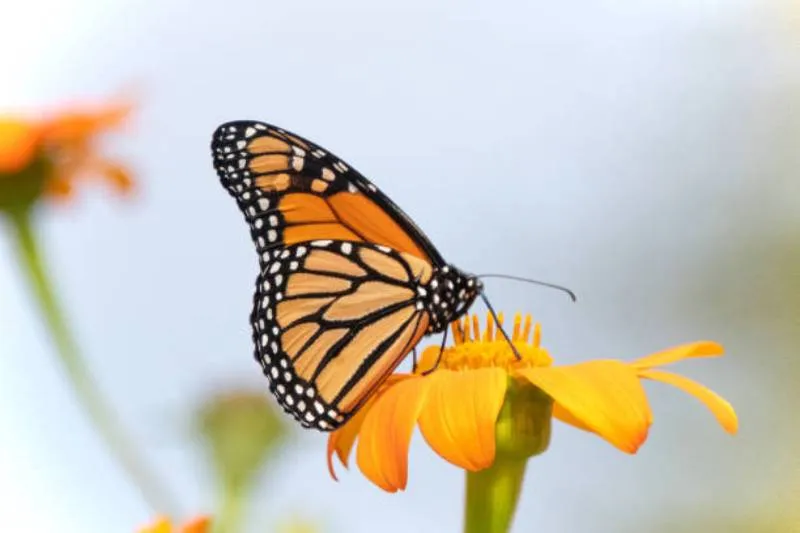 La mariposa monarca es una especie emblemática en México y un símbolo de esperanza ecológica. / iStock