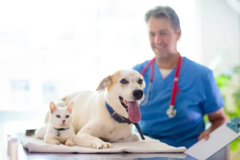 Las consultas veterinarias podrían deducirse del ISR si la propuesta se aprueba/iStock