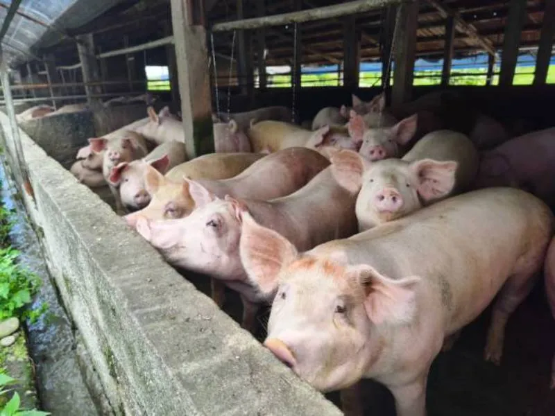 La peste porcina africana no representa riesgo para los humanos, pero es letal para cerdos domésticos y silvestres. / iStock