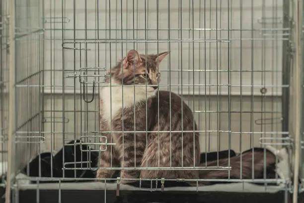 Los establecimientos que incumplan la norma podrán recibir multas económicas. / iStock