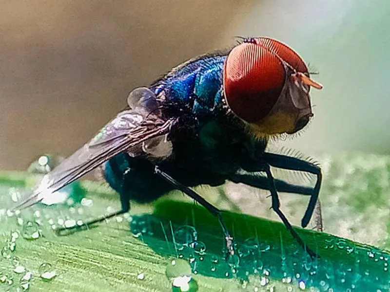 El gusano barrenador es causado por la mosca Cochliomyia hominivorax. / iStock