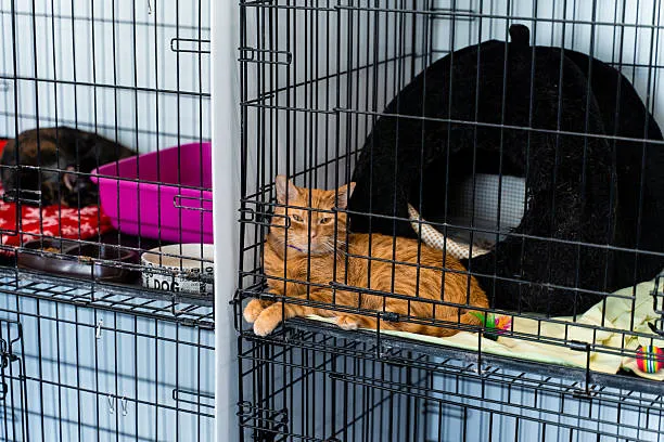 Un médico veterinario deberá estar presente durante los procesos de venta o adopción. / iStock