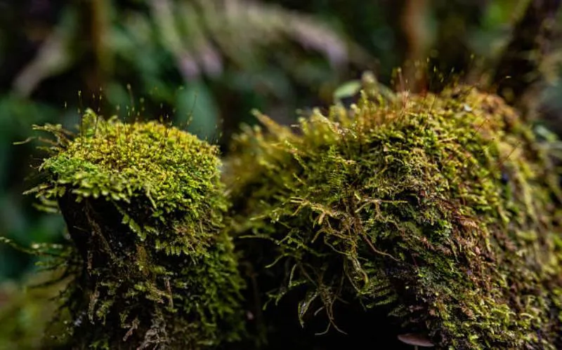 El musgo es considerado un recurso forestal no maderable protegido por normas ambientales. / iStock