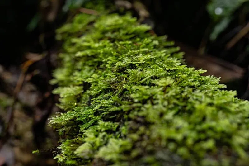 Durante la temporada decembrina aumenta la extracción ilegal de musgo en zonas forestales. / iStock