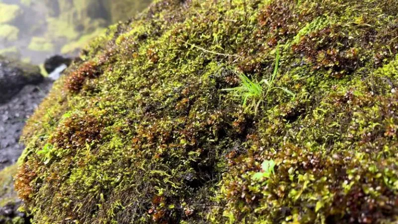 Especialistas advierten que la extracción de musgo daña ecosistemas y puede tardar años en regenerarse. / iStock