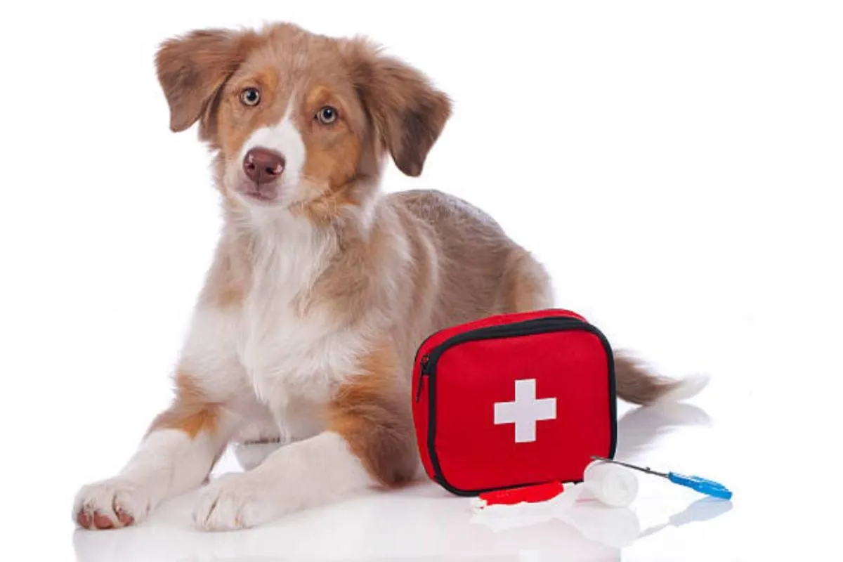 Preparar un kit de emergencia para tus mascotas puede ponerlos seguros/iStock