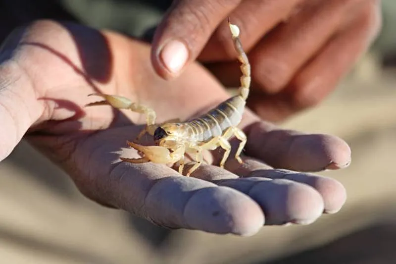 La niña sufrió dos paros cardiorrespiratorios y falleció a las 13:45 horas. / iStock