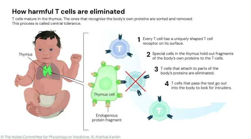 Su aporte ayudó a entender el comportamiento inmunológico/X