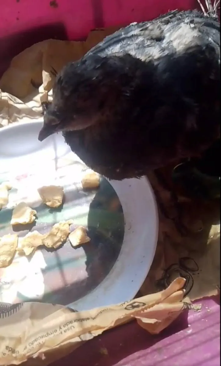 Esperancita había mostrado signos de mejoría | FB: Luis Martin Amarillas Tellez