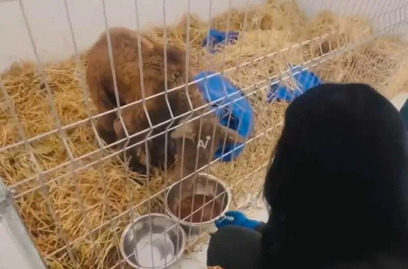 Poco a poco la osa va mostrando mejorías en su salud/X