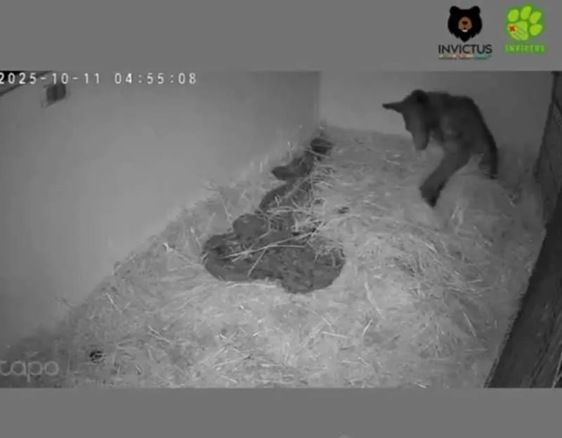 La osa está siendo monitoreada las 24 horas del día/X