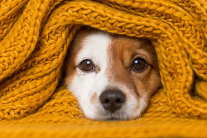 Tu perro confía en ti para sentirse seguro durante el invierno. Protégelo. / iStock