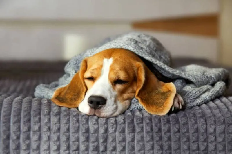 Algunas mascotas requieren ajustes en su alimentación para conservar energía en temporada invernal. / iStock