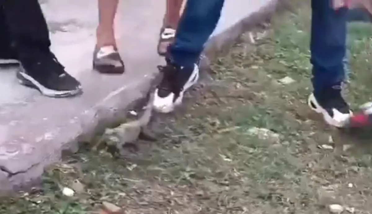 Autoridades ya investigan esta situación como maltrato animal/X