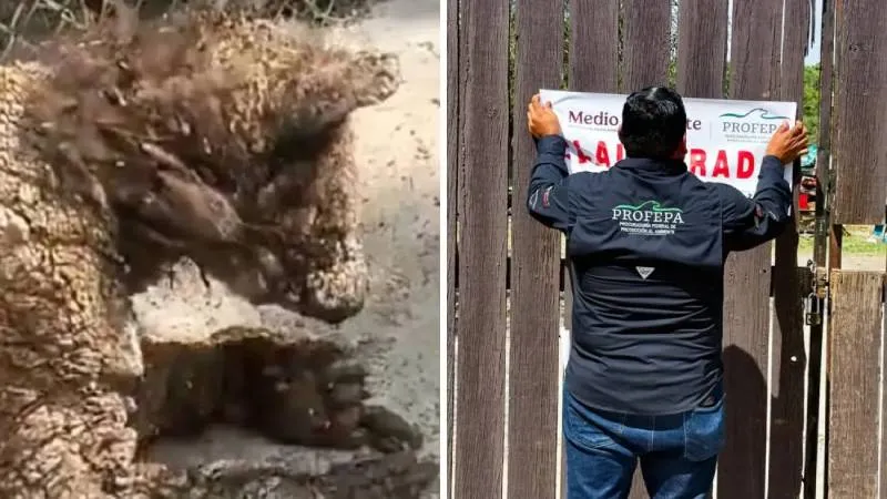 El pasado 3 de octubre la Profepa clausuró el zoológico tras las condiciones en las que se encontraba la osa Mina. / Profepa