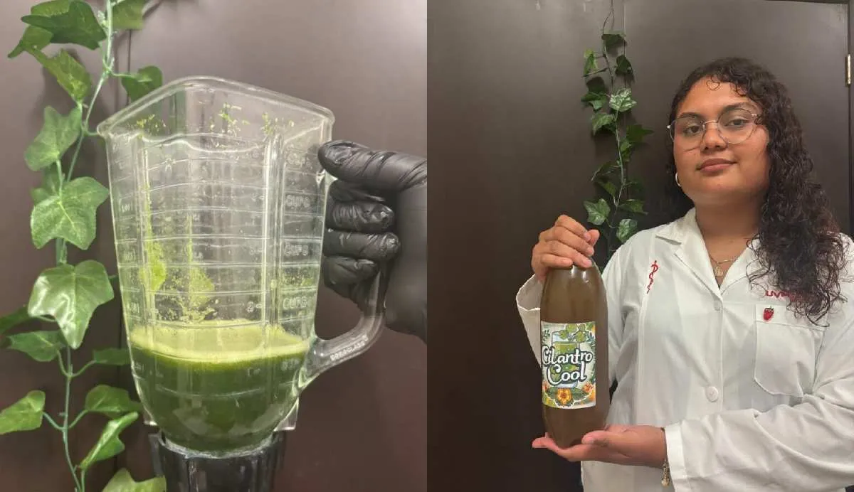 La elaboración de Cilantro Cool es artesanal y aún no está a la venta comercial/UVM