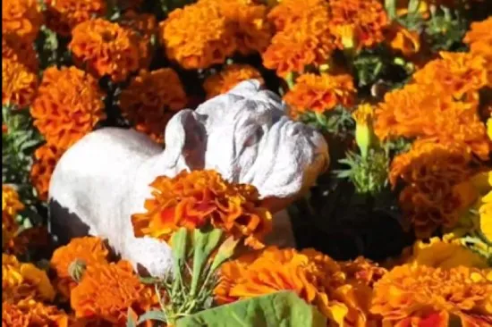 Roscoe fue incluido en la ofrenda del Gran Premio de México