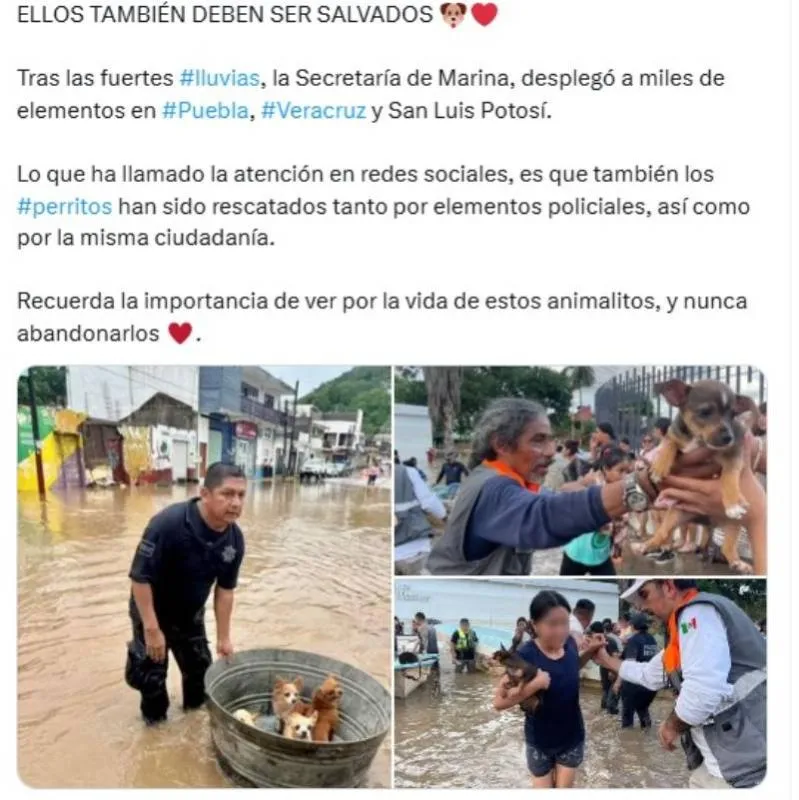 Todos se han unido para salvar a mascotas de estas inundaciones/X