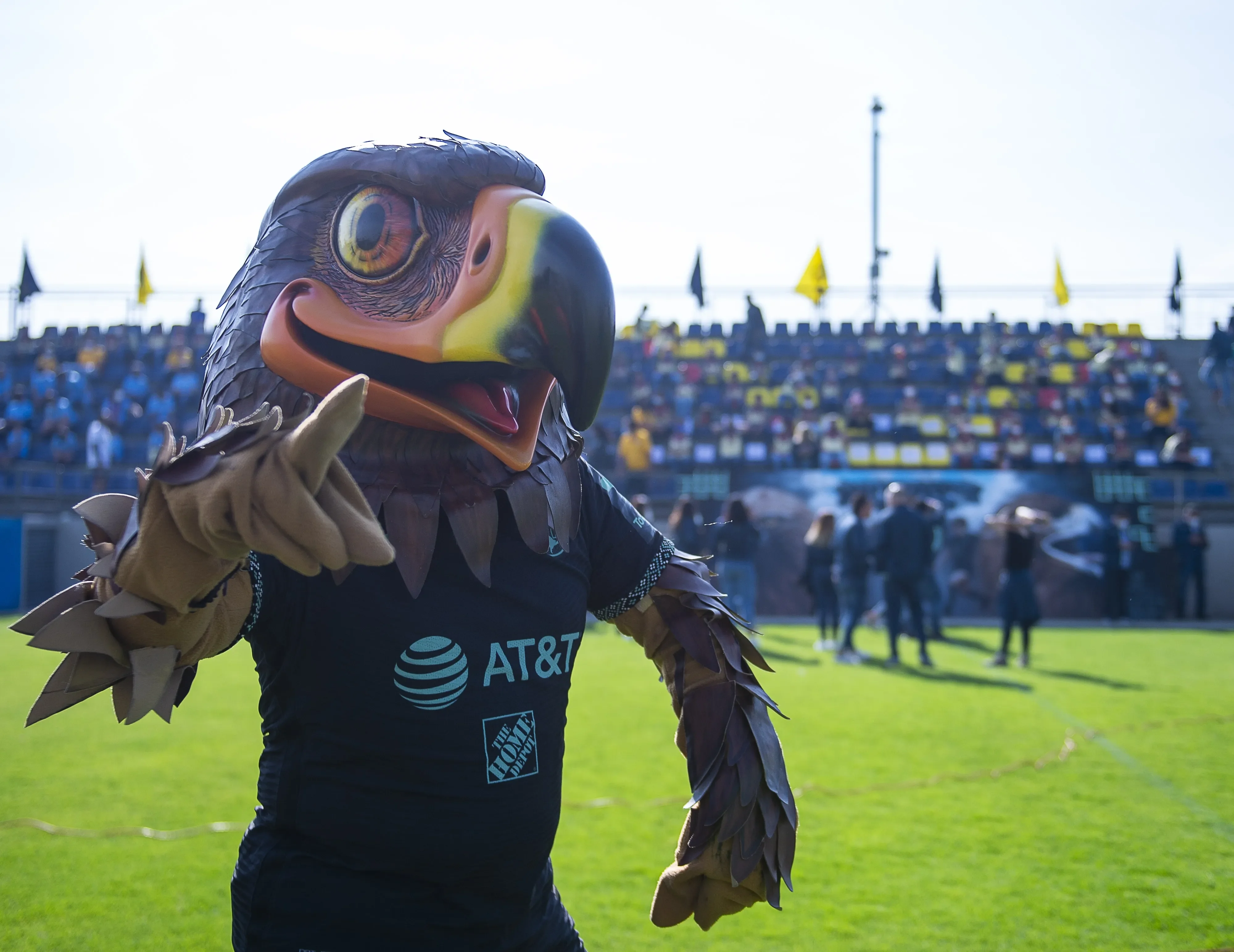 América quiere unirse al 'año de las aves'