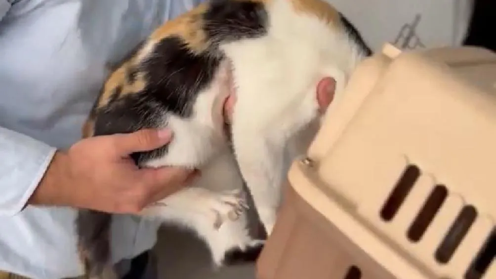 Las redes sociales si inundaron de comentarios tras el rescate de "Pozola"/Redes Sociales