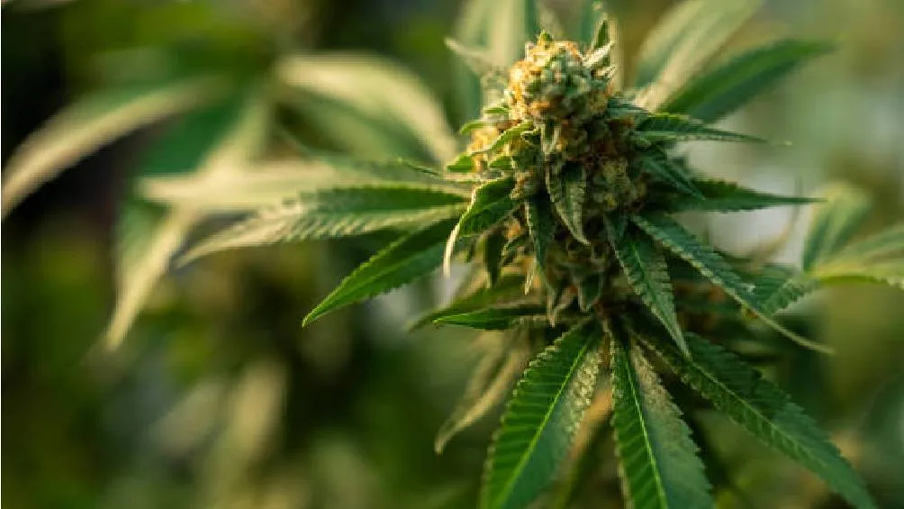 El 4/20 es originario de California,Estados Unidos/iStock