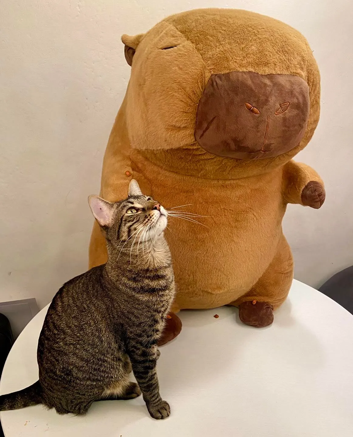 Capibara y Gatitos juntos por una buena causa en la CDMX / Excélsior