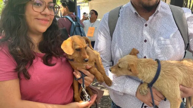 La adopción es este fin de semana en el Bosque de Chapultepec / Especial