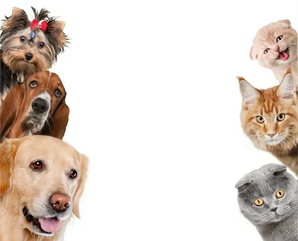 Para poder adoptar a un animalito deberás de cumplir con ciertos requisitos / FREEPIK