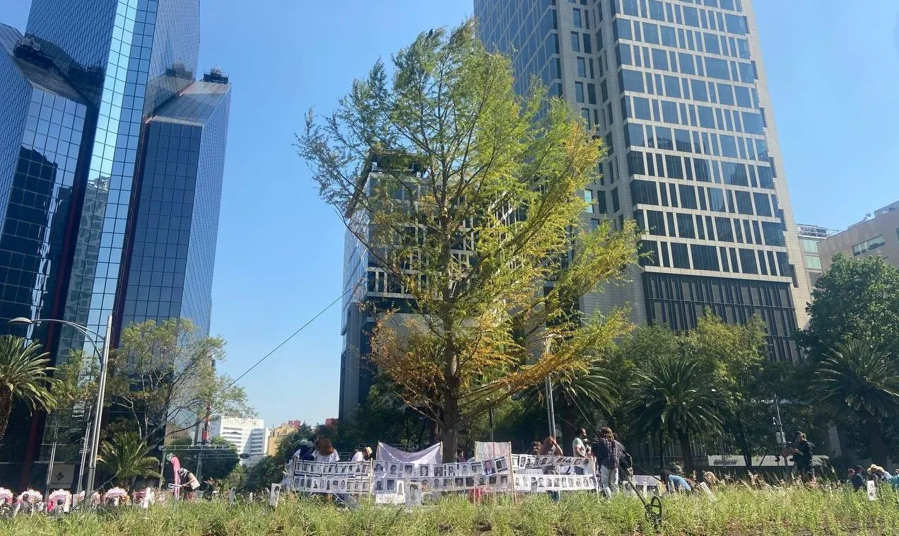 En 2022 fue plantado el árbol y lucía sano / Redes Sociales