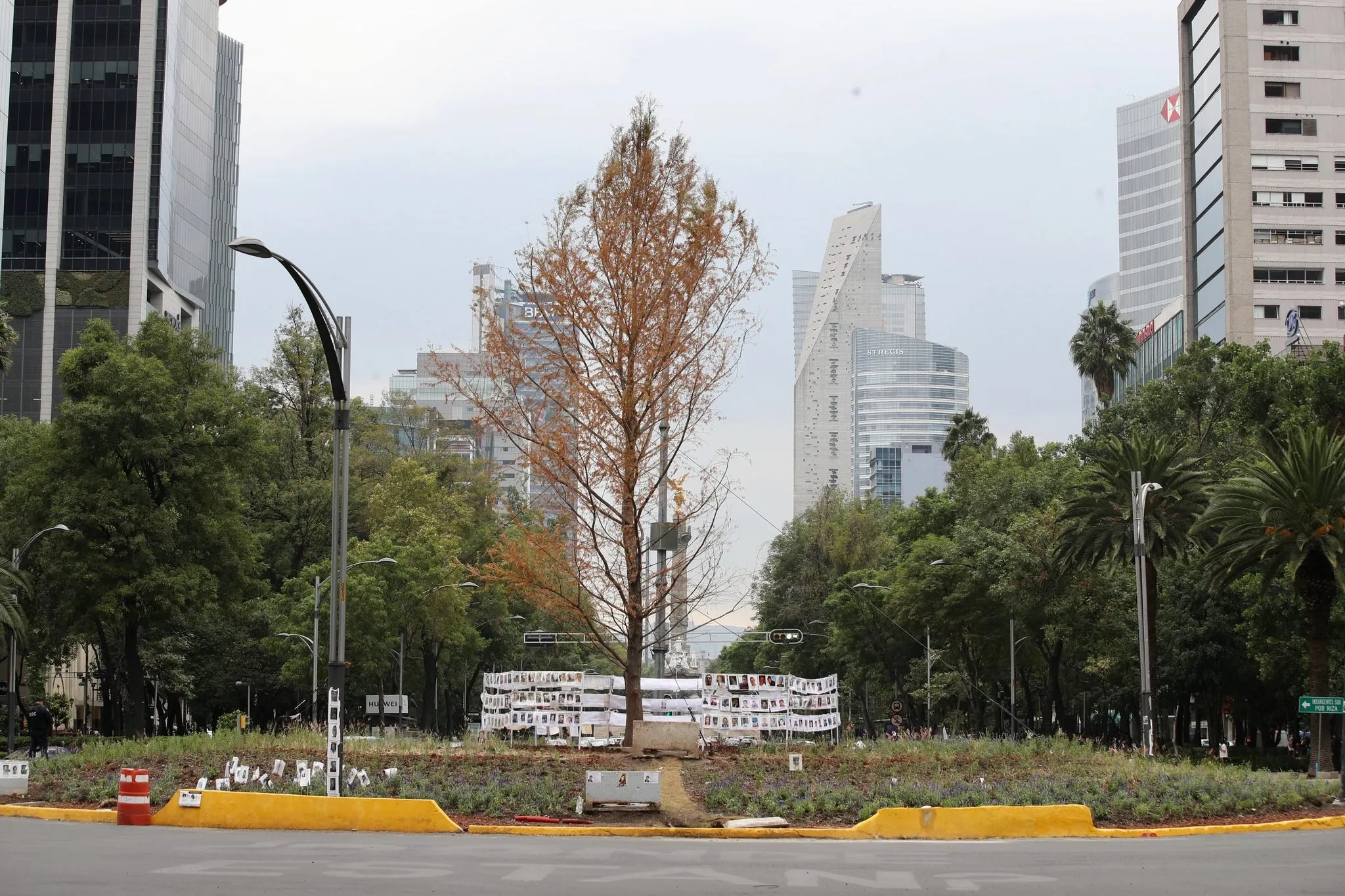 Con el paso del tiempo el ahuehuete se fue secando / Redes Sociales