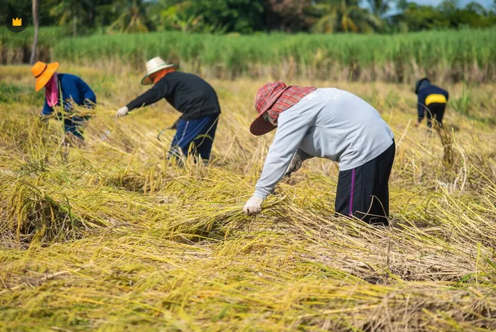 Las cosechas de arroz en Japón han venido de más a menos / FREEPIK