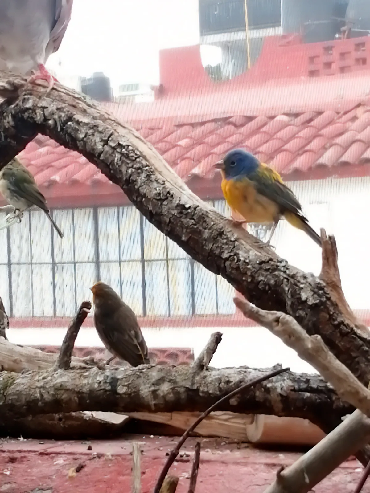 Algunas de las aves está protegidas por la Semarnat / Especial