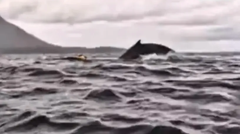 La enorme ballena no le hizo daño al joven de 24 años / Redes Sociales