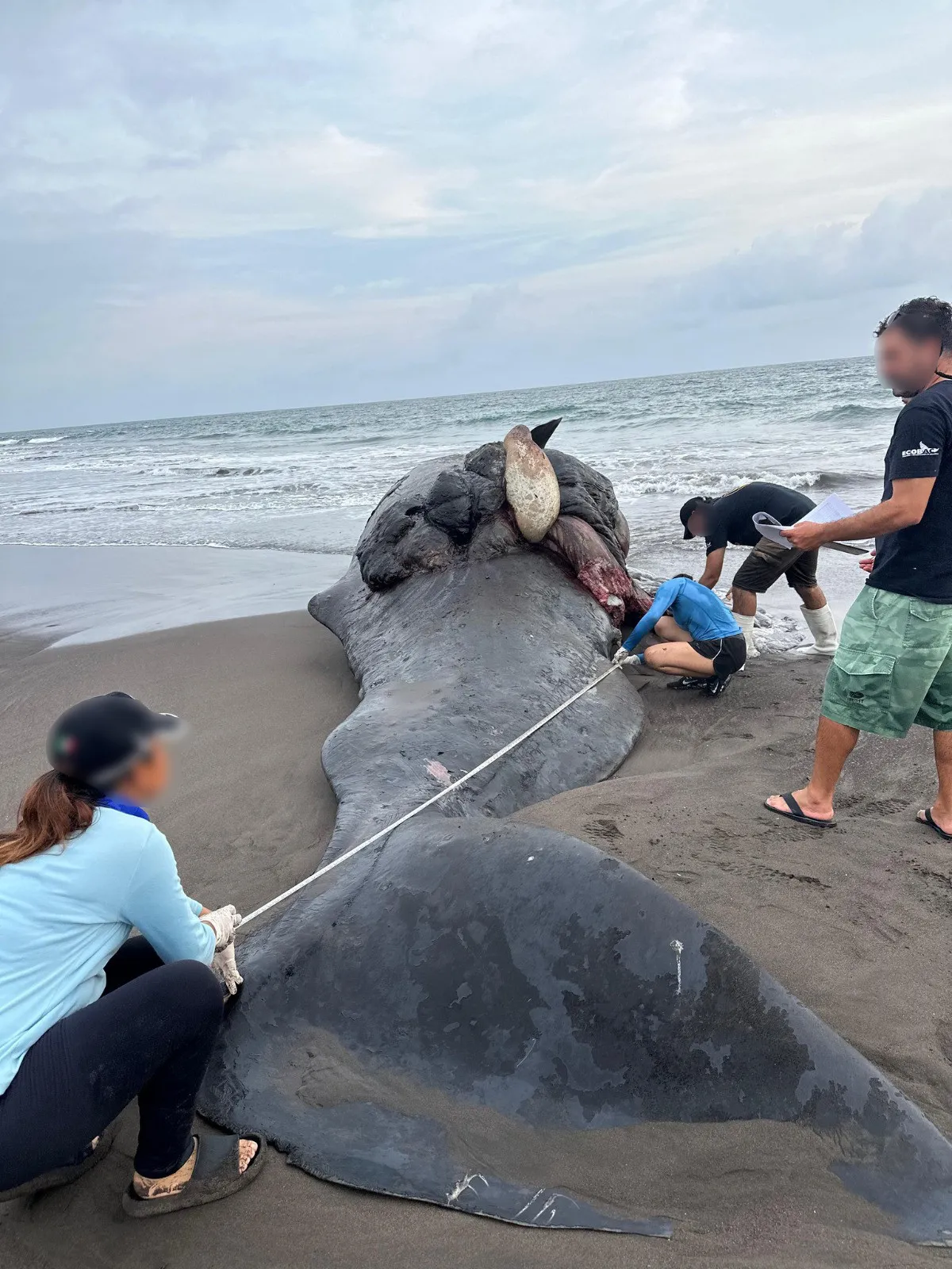 La ballena fue revisada antes de poder supultarla / Especial