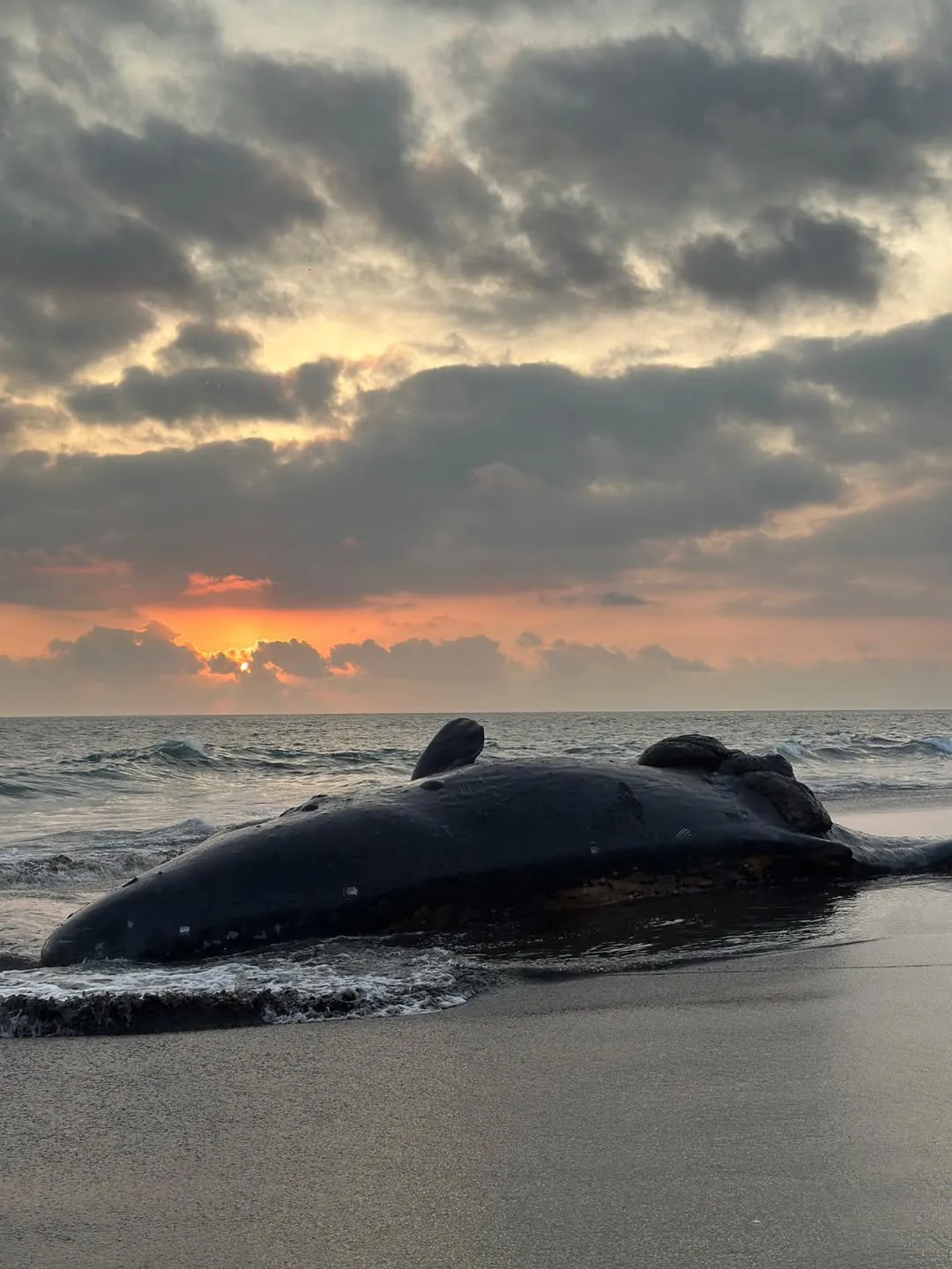 La ballena presentaba una herida en uno de sus costados / Especial