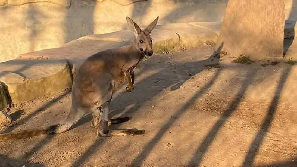 Skippy era un pequeño canguro que estaba en la Reserva Animal Paseo del Río/X